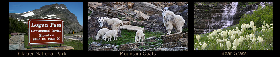 Logan Pass Summit, Mountain Goat, Bear Grass.