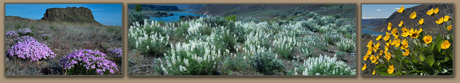 Columbia Basin Wildflowers, phlox, lupine and balsamroot.