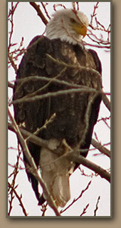Bald Eagle near Irrigon, Oregon.