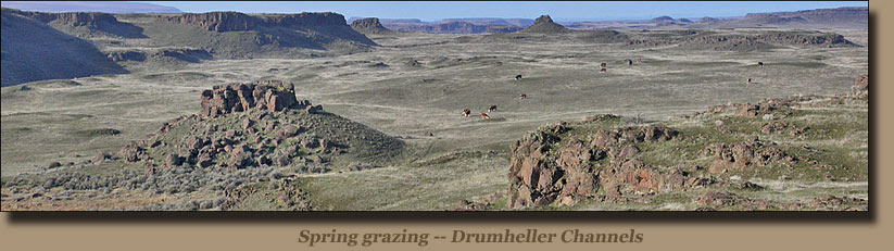 Cattle graze in the channeled scablands - Drumheller Channels.