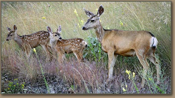 Mission Valley deer.