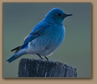 Camas Prairie bluebird.