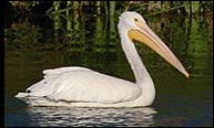 White Pelican swims near melon gravels.