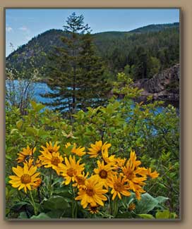 Rainbow Lake, Montana wildflowers.