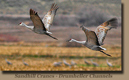 Sandhill Cranes in Drumheller Channels - Othello Crane Festival.