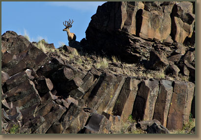 Deer on Columbia River Basalt in the Channeled Scablands