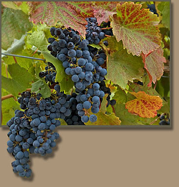 Washington Grapes